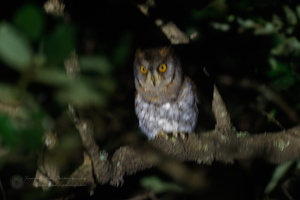 Oriental Scops Owl (Otus sunia)