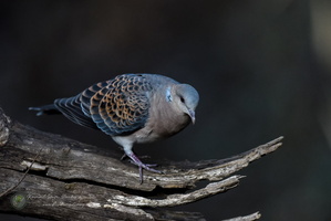 Oriental Turtle-dove (Streptopelia orientalis)