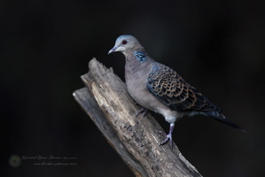 Oriental Turtle-dove (Streptopelia orientalis)01