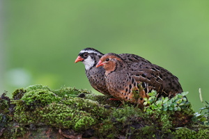 Painted Bush Quail (Perdicula erythrorhyncha) (1)