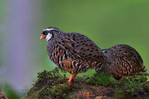 Painted Bush Quail (Perdicula erythrorhyncha) (2)