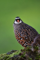 Painted Bush Quail (Perdicula erythrorhyncha) (3)