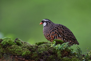 Painted Bush Quail (Perdicula erythrorhyncha) (4)