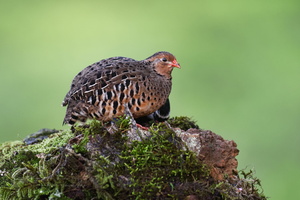 Painted Bush Quail (Perdicula erythrorhyncha) (5)