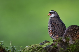 Painted Bush Quail (Perdicula erythrorhyncha) (6)