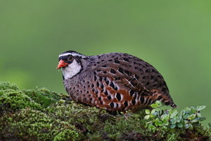 Painted Bush Quail (Perdicula erythrorhyncha) (7)