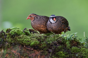 Painted Bush Quail (Perdicula erythrorhyncha) (8)