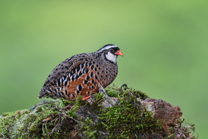 Painted Bush Quail (Perdicula erythrorhyncha) (9)