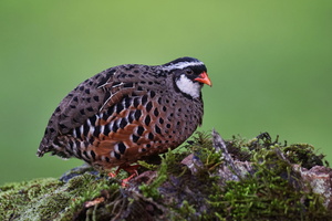 Painted Bush Quail (Perdicula erythrorhyncha) (10)