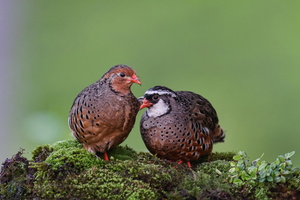 Painted Bush Quail (Perdicula erythrorhyncha) (11)