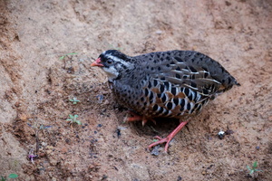 Painted Bush-quail (Perdicula erythrorhyncha)