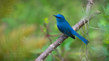 Pale Blue Flycatcher (Cyornis unicolor)  (1)