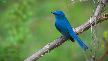 Pale Blue Flycatcher (Cyornis unicolor)  (3)