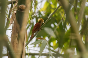 Pale-headed Woodpecker (Gecinulus grantia)