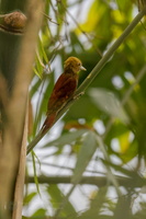 Pale-headed Woodpecker (Gecinulus grantia)01