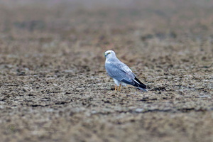 Pallid Harrier (Circus macrourus) (7)