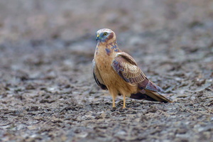 Pallid Harrier (Circus macrourus) (8)