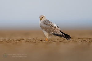 Pallid Harrier (Circus macrourus)01 (1)