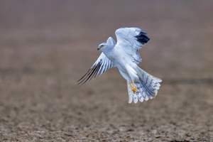 Pallid Harrier (Circus macrourus)01 (2)