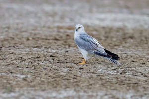Pallid Harrier (Circus macrourus)01 (3)