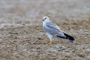 Pallid Harrier (Circus macrourus)01 (4)