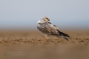 Pallid Harrier (Circus macrourus)01 (5)