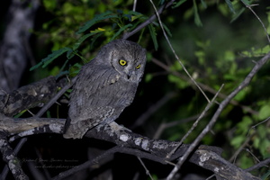 Pallid Scops Owl (Otus brucei) 
