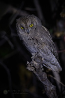 Pallid Scops-owl (Otus brucei)