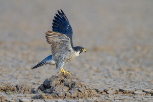 Peregrine falcon (Falco peregrinus) (1)