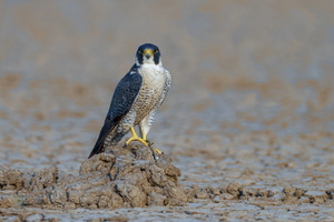 Peregrine falcon (Falco peregrinus) (2)
