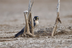 peregrine falcon (Falco peregrinus)02 (1)