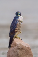 peregrine falcon (Falco peregrinus)02 (2)