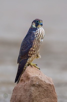 peregrine falcon (Falco peregrinus)02 (3)
