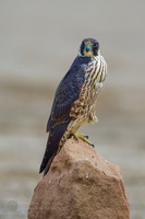 peregrine falcon (Falco peregrinus)02 (4)