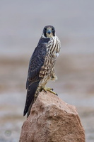 peregrine falcon (Falco peregrinus)02 (5)