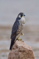 peregrine falcon (Falco peregrinus)02 (6)