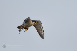 peregrine falcon (Falco peregrinus)02 (7)