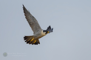 peregrine falcon (Falco peregrinus)02 (8)