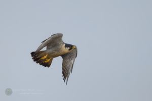 peregrine falcon (Falco peregrinus)02 (9)