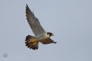 peregrine falcon (Falco peregrinus)02 (10)