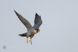 peregrine falcon (Falco peregrinus)02 (11)