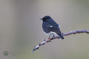 Pied Bushchat (Saxicola caprata)