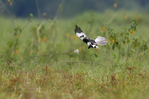 Pied Harrier (Circus melanoleucos) (1)