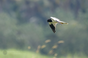 Pied Harrier (Circus melanoleucos) (2)