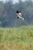 Pied Harrier (Circus melanoleucos) (4)