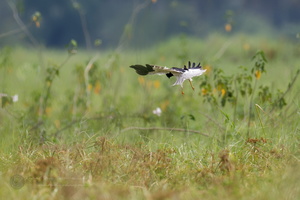 Pied Harrier (Circus melanoleucos) (5)