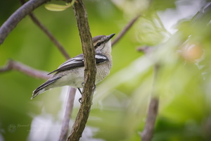 Pied Triller (Lalage nigra)