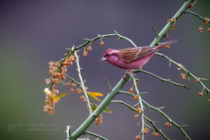 Pink-browed Rosefinch (Carpodacus rodochroa) (2)