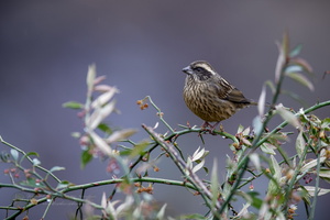 Pink-browed Rosefinch (Carpodacus rodochroa) (6)