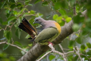 Pink-necked Green-pigeon (Treron vernans) (1)
